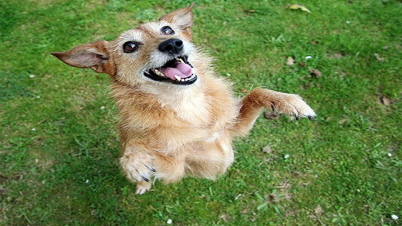 Dog Trick To Cure A Nuisance Barker