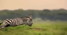 Zebra Sürüsü, Çitayı Perişan Etti