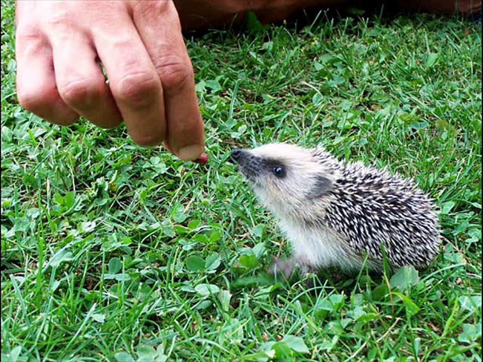 La chanson du hérisson