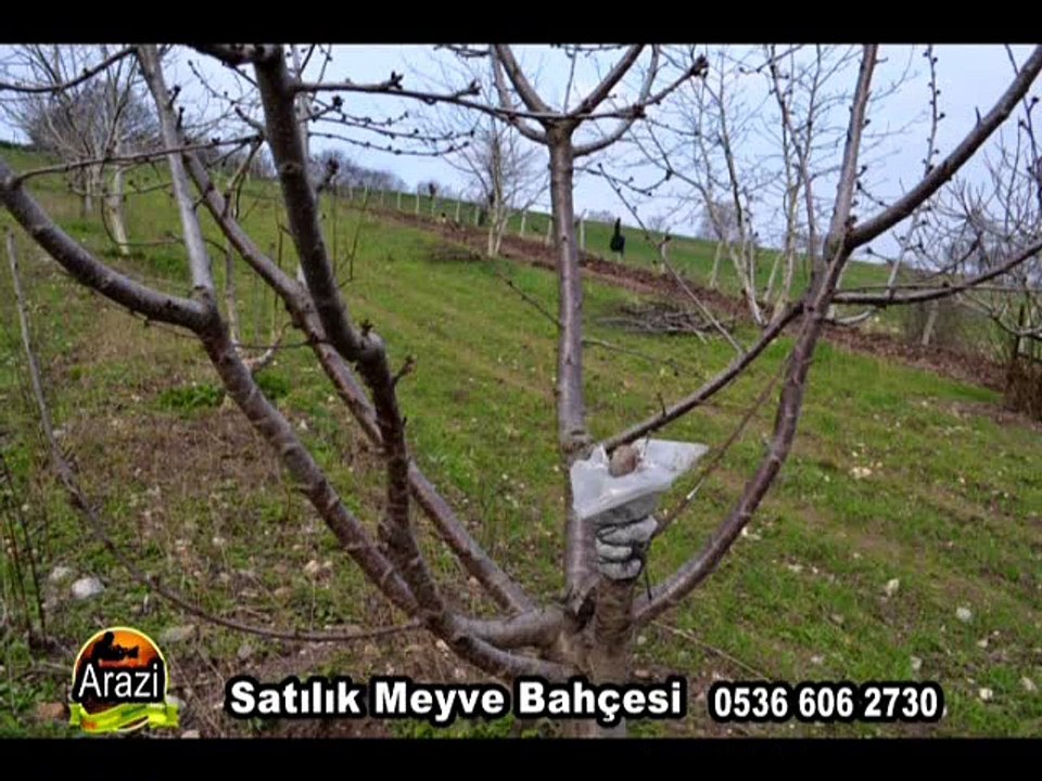 satılıkmeyvebahçesi7535m2Gönen-204832991