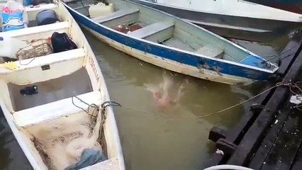 Nehire atılan et sonrasında harekete geçen pirana sürüsü