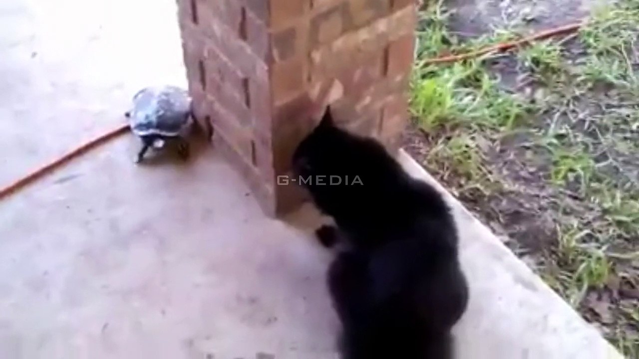 Hide And Seek Tortoise And Cat