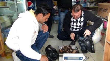 Kuzugöbeği Mantarının Kurusu 600, Yaşı 100 Lira