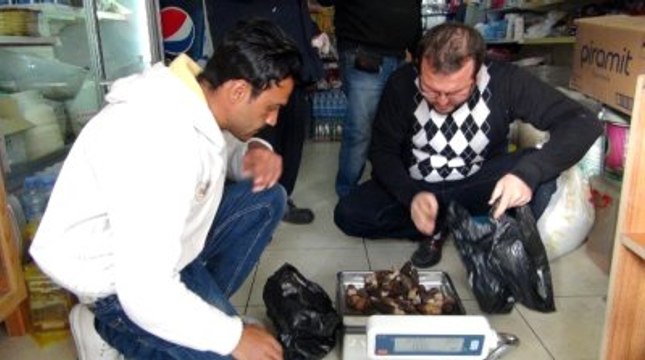 Kuzugöbeği Mantarının Kurusu 600, Yaşı 100 Lira