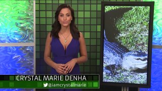 HUGE Alligator Invades Golf Course in Florida