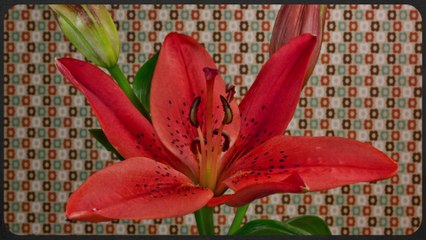 Time Lapse de fleurs... Magique