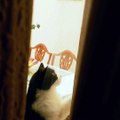 Cats knocks the door