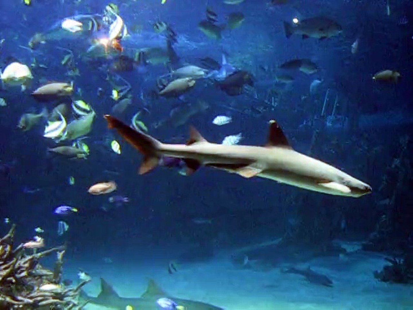 ⁣aquarium SYDNEY-