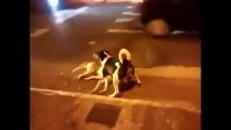 Dog trying to save his Dead Dog Friend