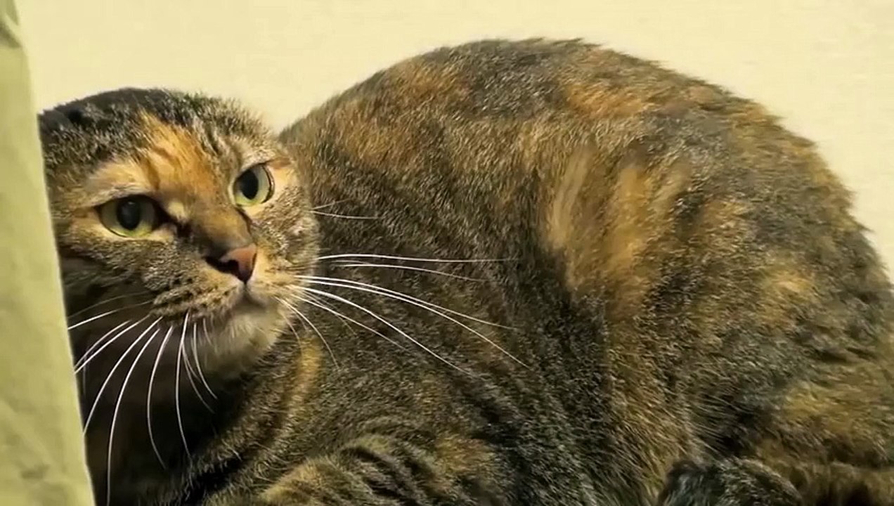 Cat Fight, Very Angry Cat Lulu