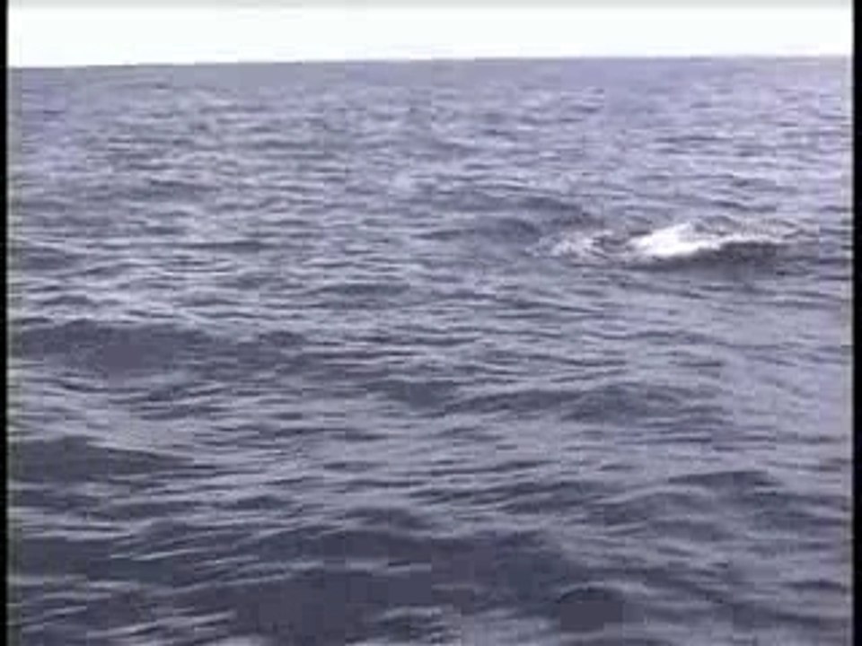 Pilotwales in action