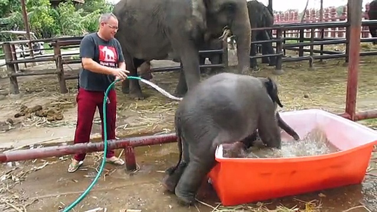 Un éléphanteau prend son bain