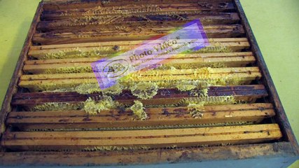 APICULTURE Extrait 4