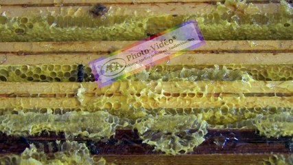APICULTURE Extrait 5