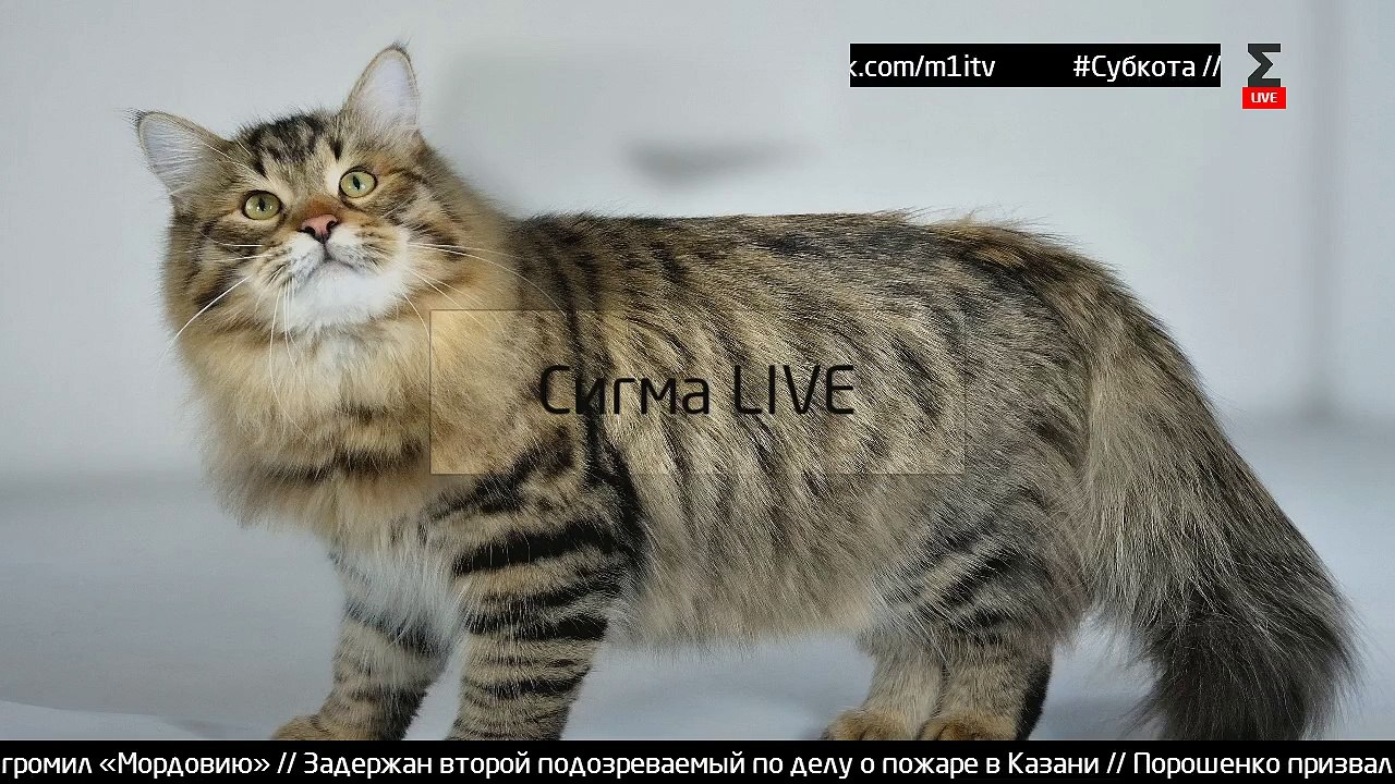 2015-03-14_Сигма LIVE