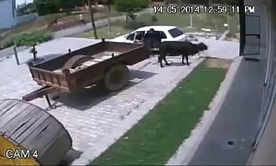 İneği arabaya atıp çalıyorlar