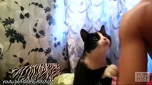Compilation de chats qui réclament des caresses