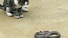 Cat VS Snake - قط بمواجهة أفعى
