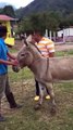 Hahahaha Very Funny Clip, Monkey on Donkey :D