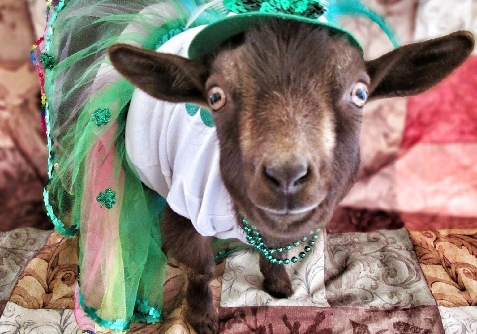 ⁣Nigerian Dwarf Goat Wishes All a Happy St. Patrick's Day