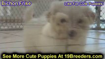 Bichon Frise, Puppies, For, Sale, In, Baltimore, Maryland, MD, Fort Washington, South Laurel, Reiste