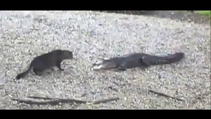 When This House Cat Takes On An Alligator, The Result Will Surprise You