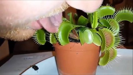 Comment réagit une Plante Carnivore si on met sa langue dessus ?