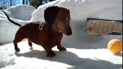 Ce qu'il Fait avec son Chien est INCROYABLE