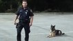 Smart Police Dog Can Open and Close Car Doors