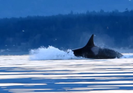 Kayaker Captures Video of Killer Whales Attacking Sea Lions