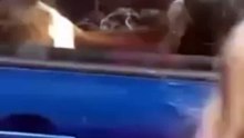 This Is Why You Don't Lock Your Dog In The Car