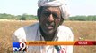Unseasonal rain damage jeera crop - Tv9 Gujarati