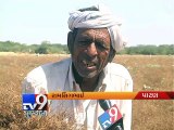 Unseasonal rain damage jeera crop - Tv9 Gujarati