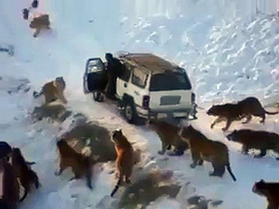 Tigers attack on a jeep Must watch