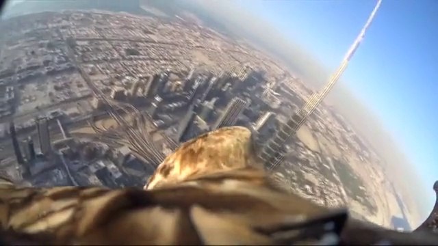 Flying eagle sur Dubaï / Flying eagle over Dubai