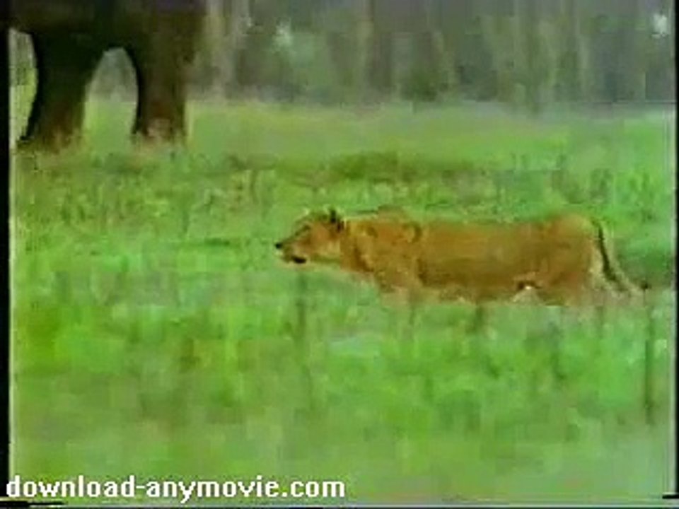 Buffalo Saves Calf From Lion Attack