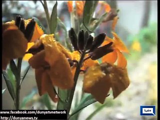 Dunya News - Rain expected in next 24 hours: PMD