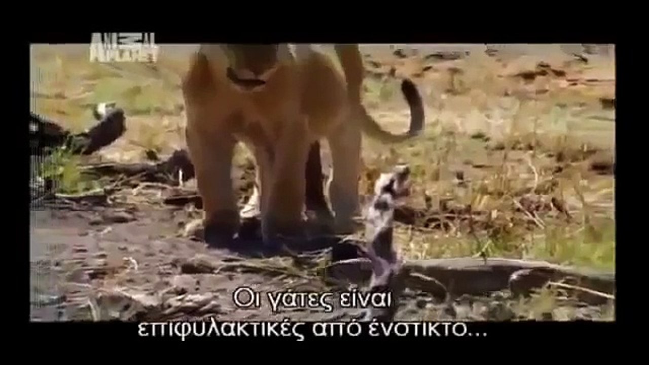 Thế giới động vật   Đấu tranh để sinh tồn