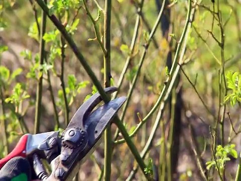 Quelques conseils pour tailler votre jardin