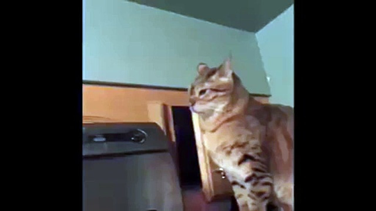 That cat is so sneaky!