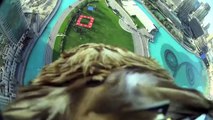 un aigle descend en pic à Dubaï