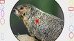 Burris FastFire Red-Dot Reflex Sight - No Mount ( 4 MOA Dot Reticle)