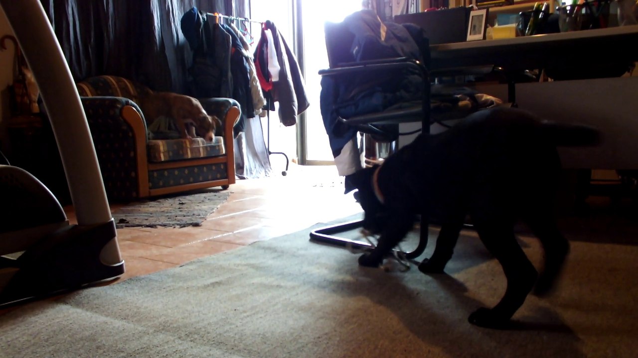 Presa Canario vs Amstaff / Barbie vs Shrek