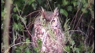 Wonders of the Wetlands (Nahanee)