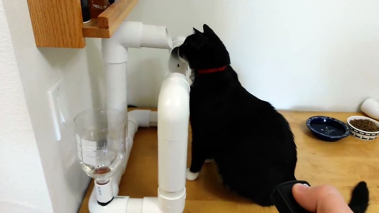 Une fontaine à eau pour chat bien fun!