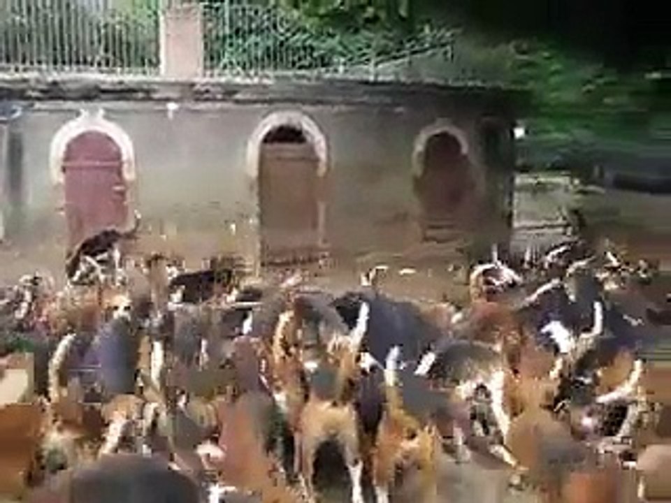 Dog Training session with 120 dogs - Chuddu Media