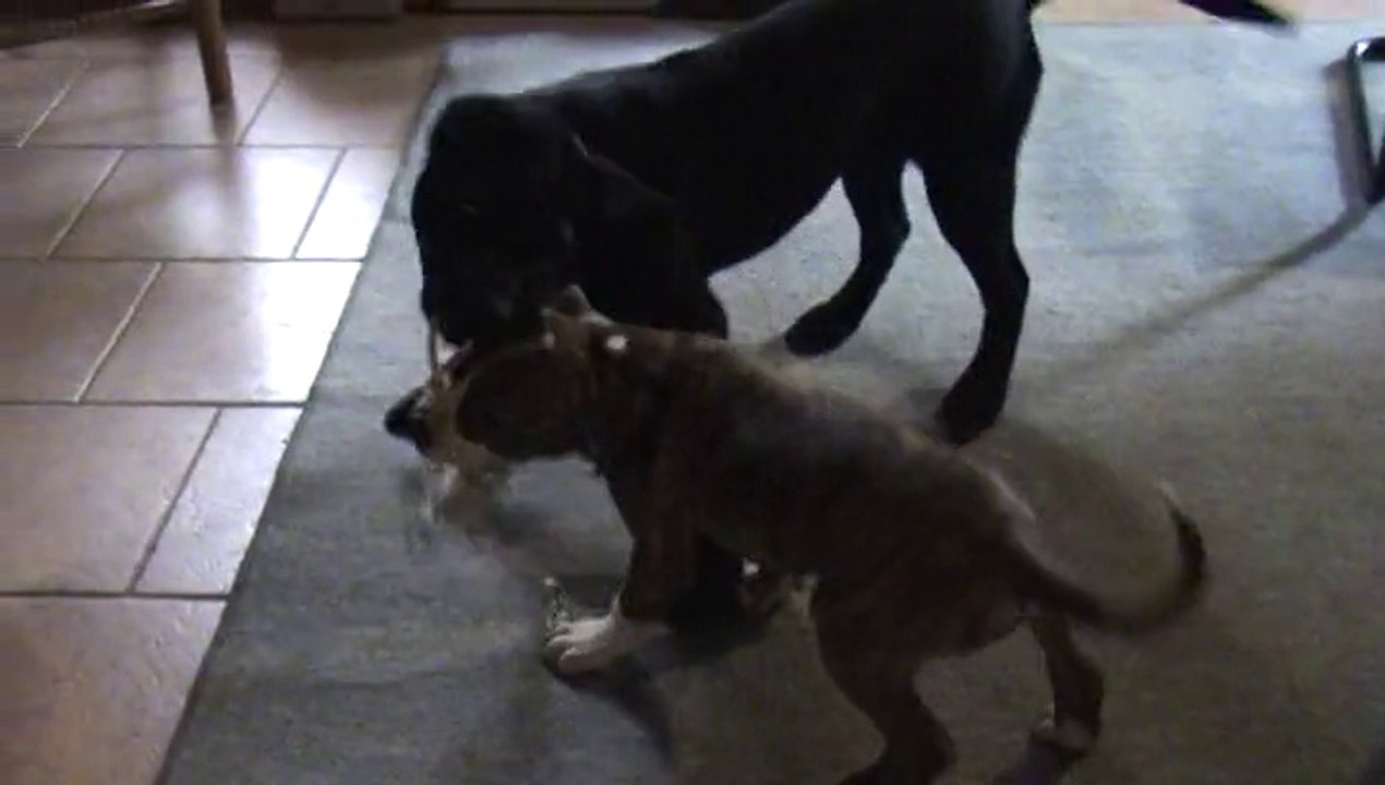 Presa Canario vs Amstaff / Barbie vs Shrek ( part 2 )