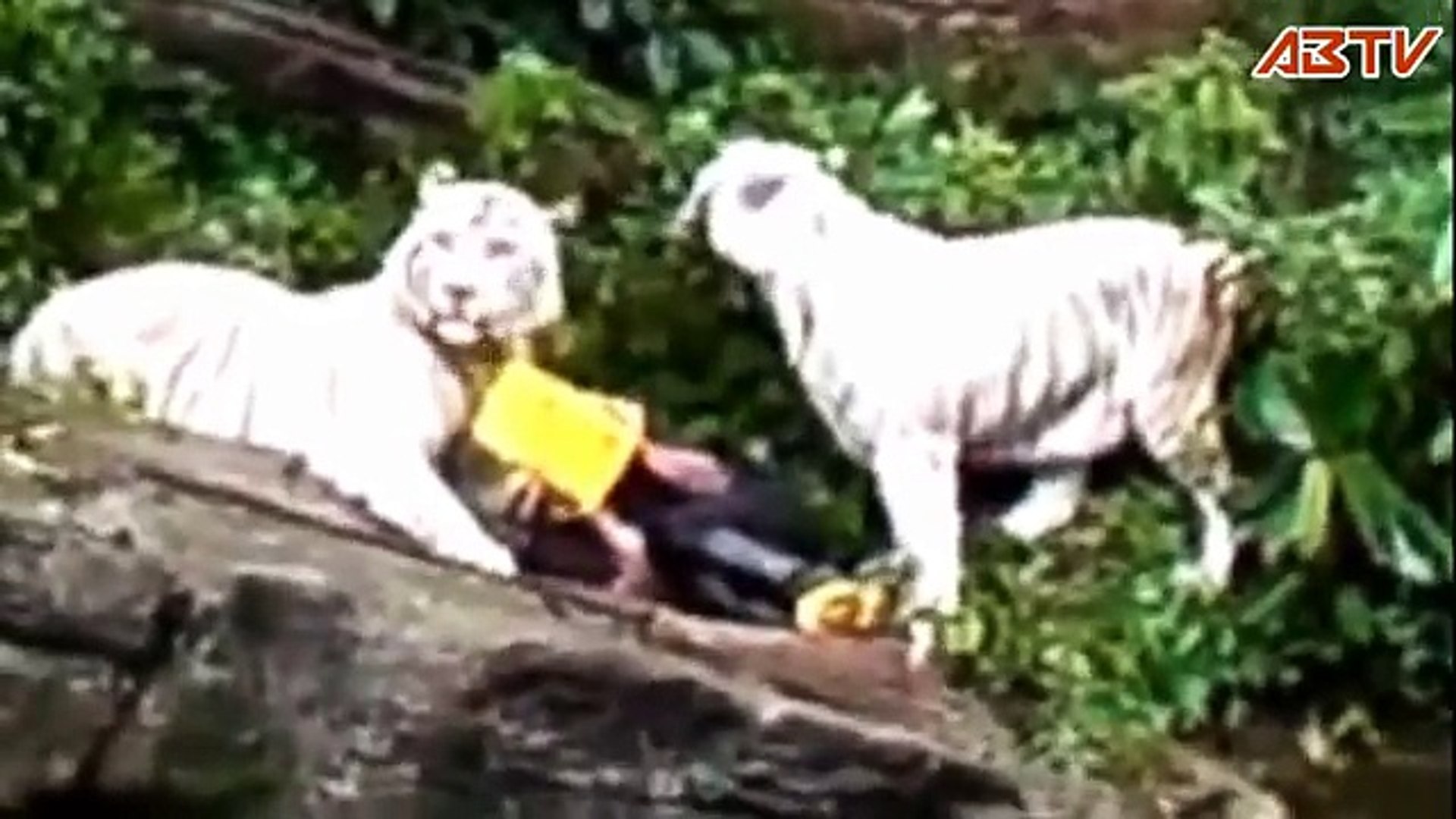 Нападение животных на людей. Серенгети парк охота львов. Дикие животные видео нападение. Дикие животные видео нападение. Смертельные нападения животных на людей.