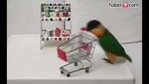 Akıllı Papağan alışveriş yapıyor