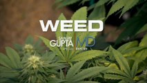 WEED, reportage sur le cannabis médicinal par le Dr Sanjay Gupta (CNN) (2013) (STFR)